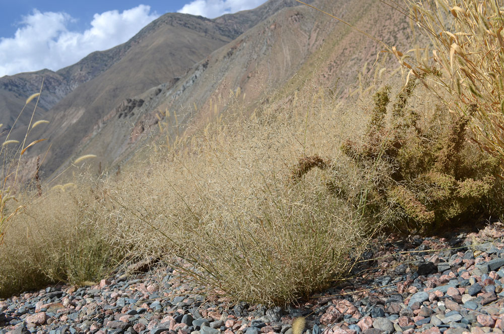 Image of Eragrostis minor specimen.