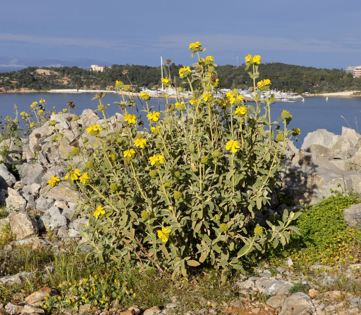 Изображение особи Phlomis fruticosa.