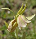 Fritillaria pontica