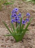 Hyacinthus orientalis. Цветущее растение. Украина, г. Запорожье, клумба. 17.04.2018.