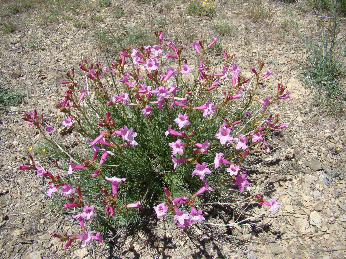 Image of Niedzwedzkia semiretschenskia specimen.