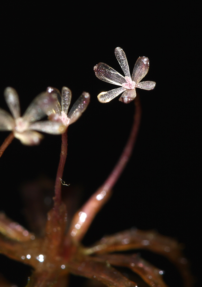 Image of Hydrilla verticillata specimen.