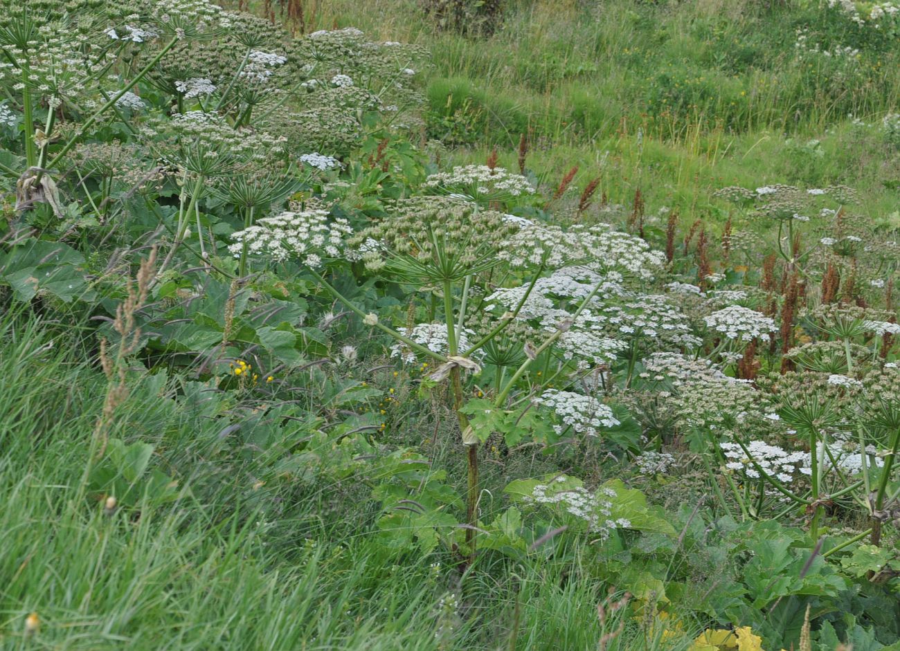 Изображение особи род Heracleum.