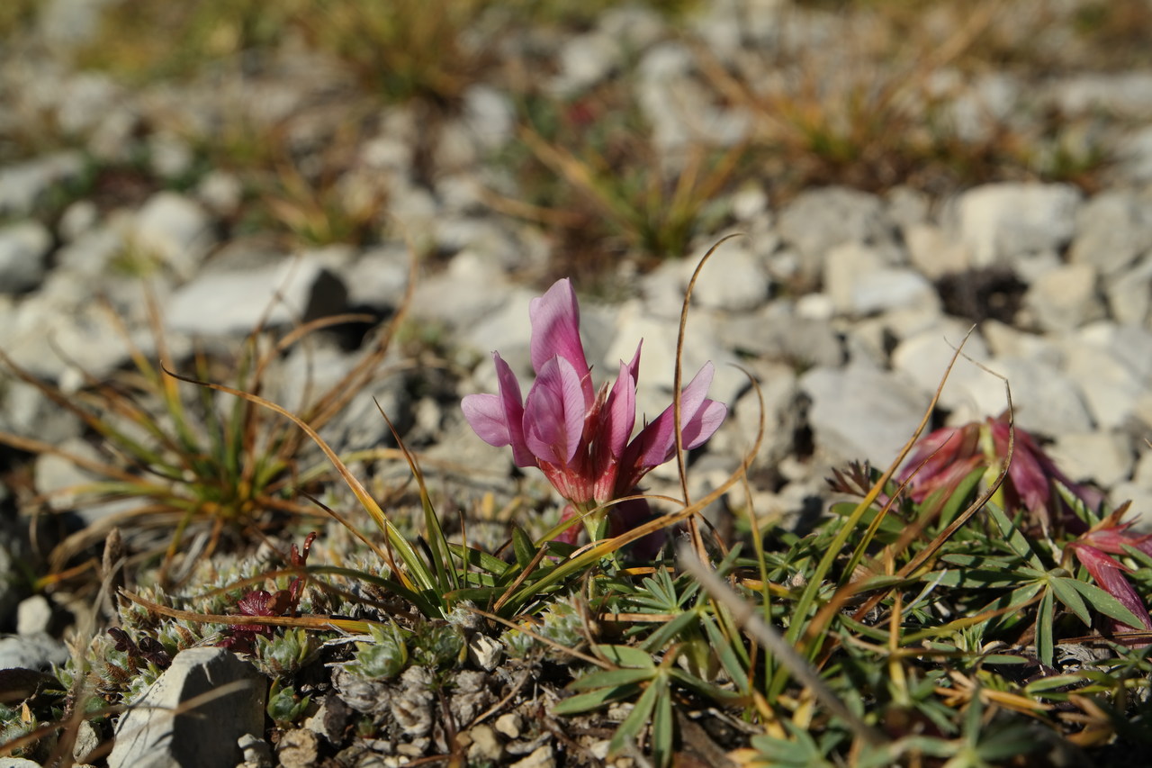 Image of Trifolium polyphyllum specimen.