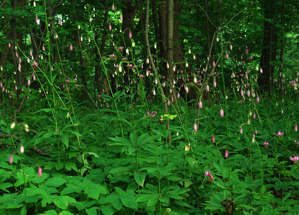 Изображение особи Lilium martagon.