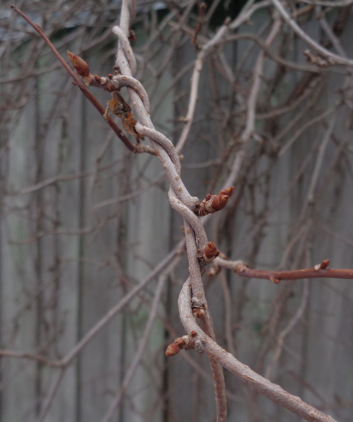 Image of Schisandra chinensis specimen.