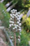 View full-size image Eremurus ambigens