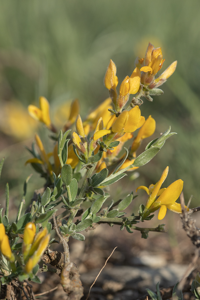 Изображение особи Genista scythica.