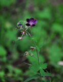 Geranium phaeum