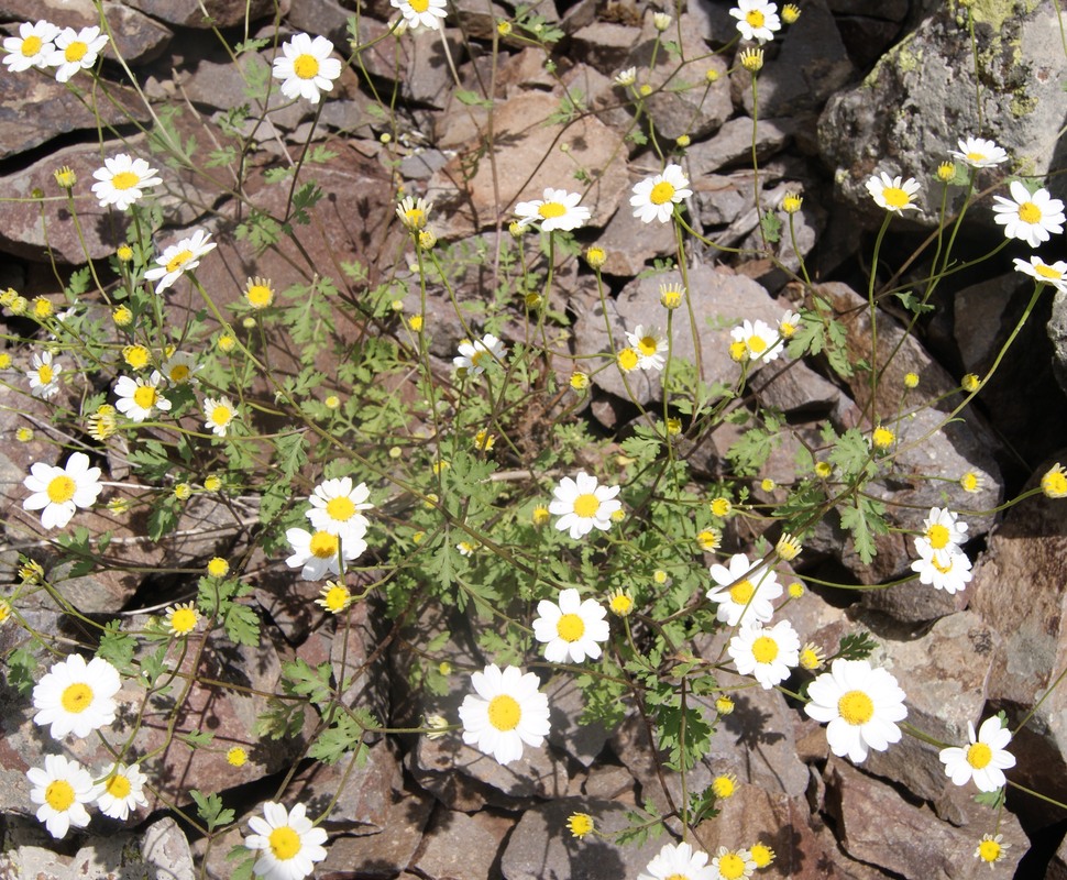 Image of Pyrethrum grossheimii specimen.