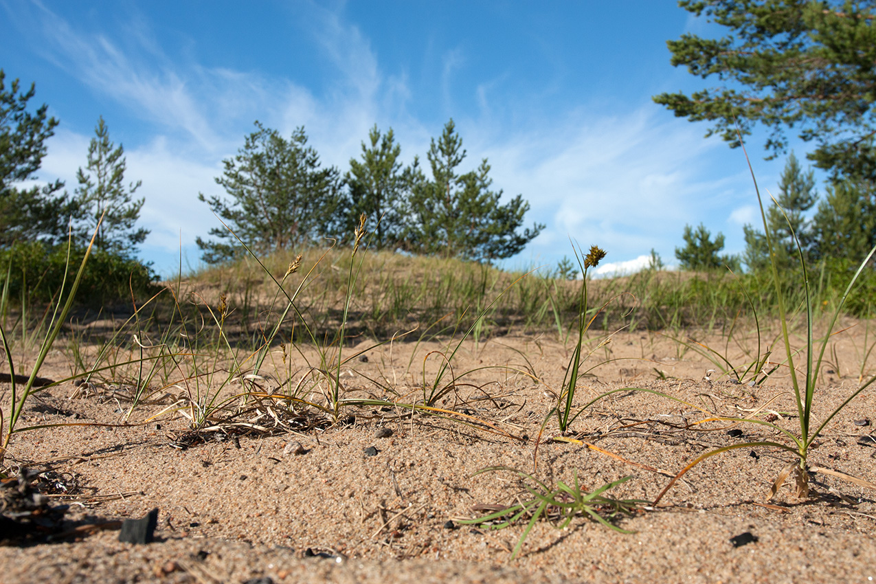 Image of Carex arenaria specimen.