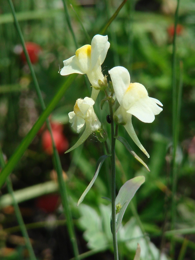 Image of Linaria melampyroides specimen.