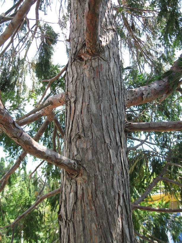 Image of Calocedrus decurrens specimen.