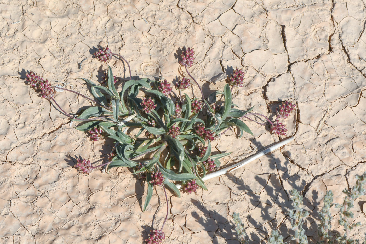 Image of Plantago amplexicaulis specimen.