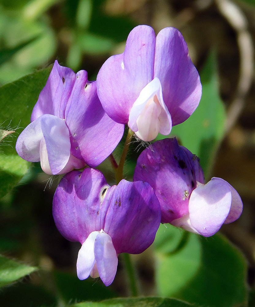 Image of Lathyrus laxiflorus specimen.