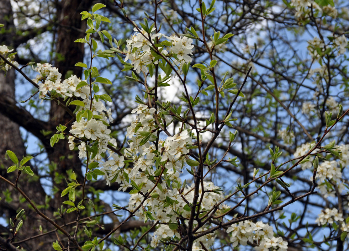 Image of genus Pyrus specimen.