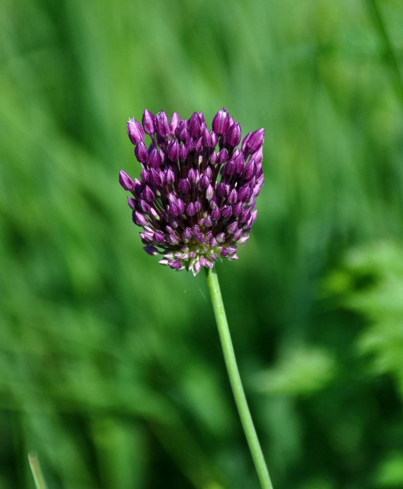 Image of Allium rotundum specimen.