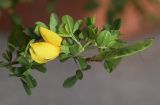 Cytisus arboreus subspecies catalaunicus. Верхушка побега с цветком и плодом. Испания, автономное сообщество Каталония, провинция Жирона, комарка Баш Эмпорда, муниципалитет Сант-Фелиу-де-Гишольс, окр. пос. Пунта-Брава, прогалина в сосновом лесу. 18.04.2020.