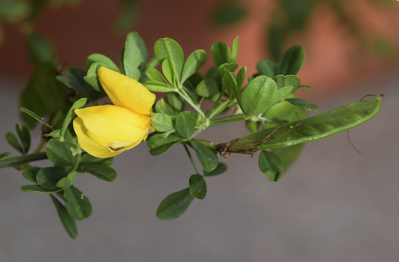 Изображение особи Cytisus arboreus ssp. catalaunicus.