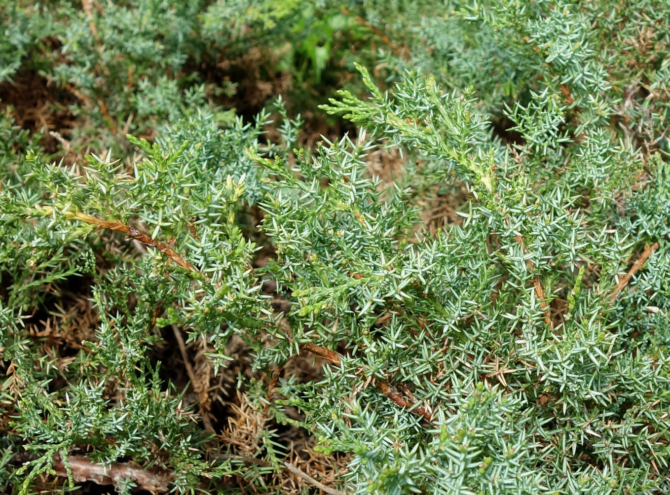 Изображение особи Juniperus davurica.
