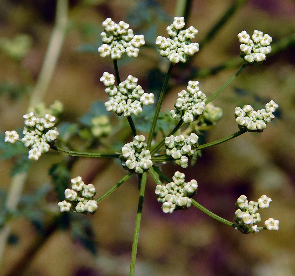 Изображение особи Conium maculatum.