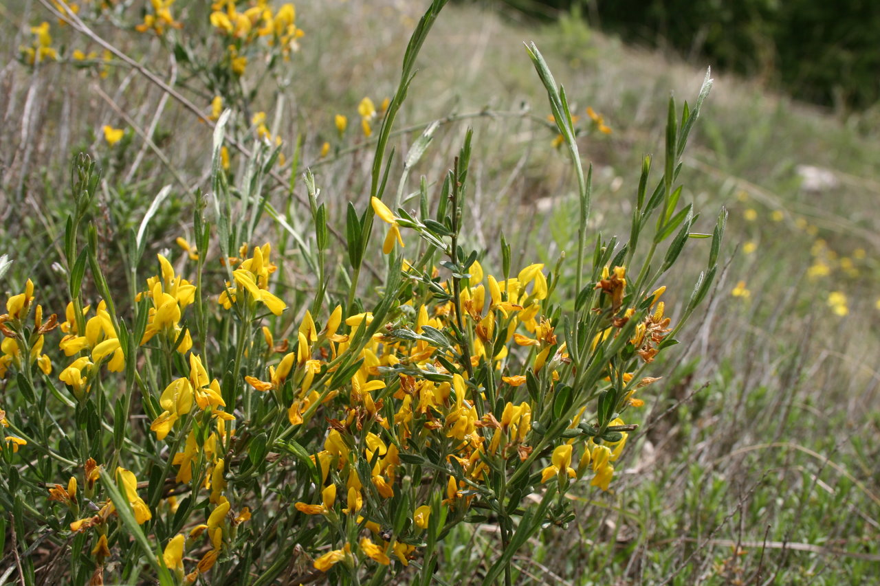 Изображение особи Genista tetragona.