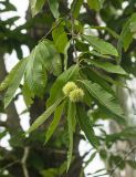 Castanea sativa