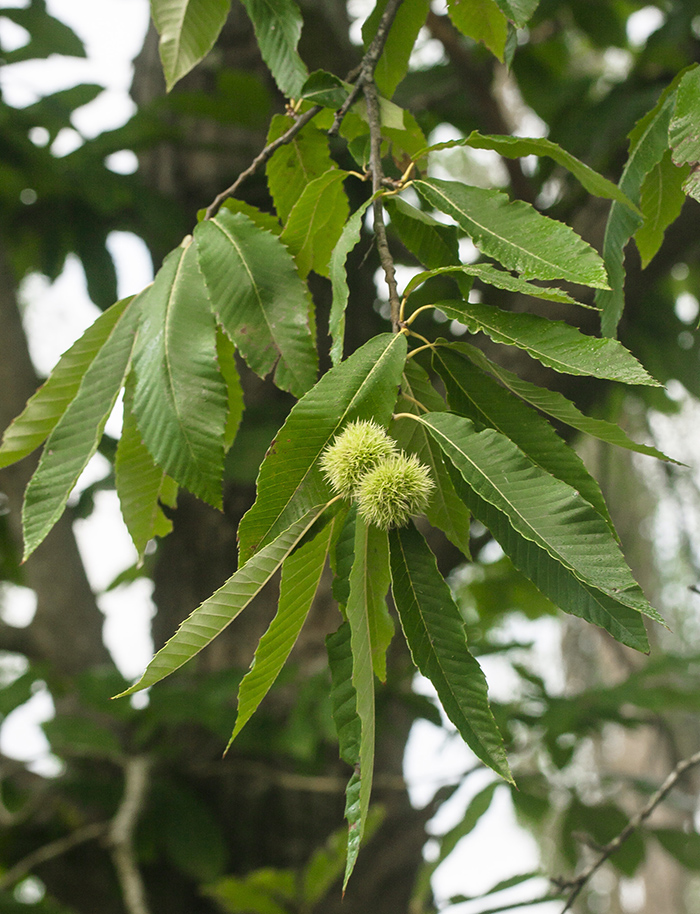 Image of Castanea sativa specimen.