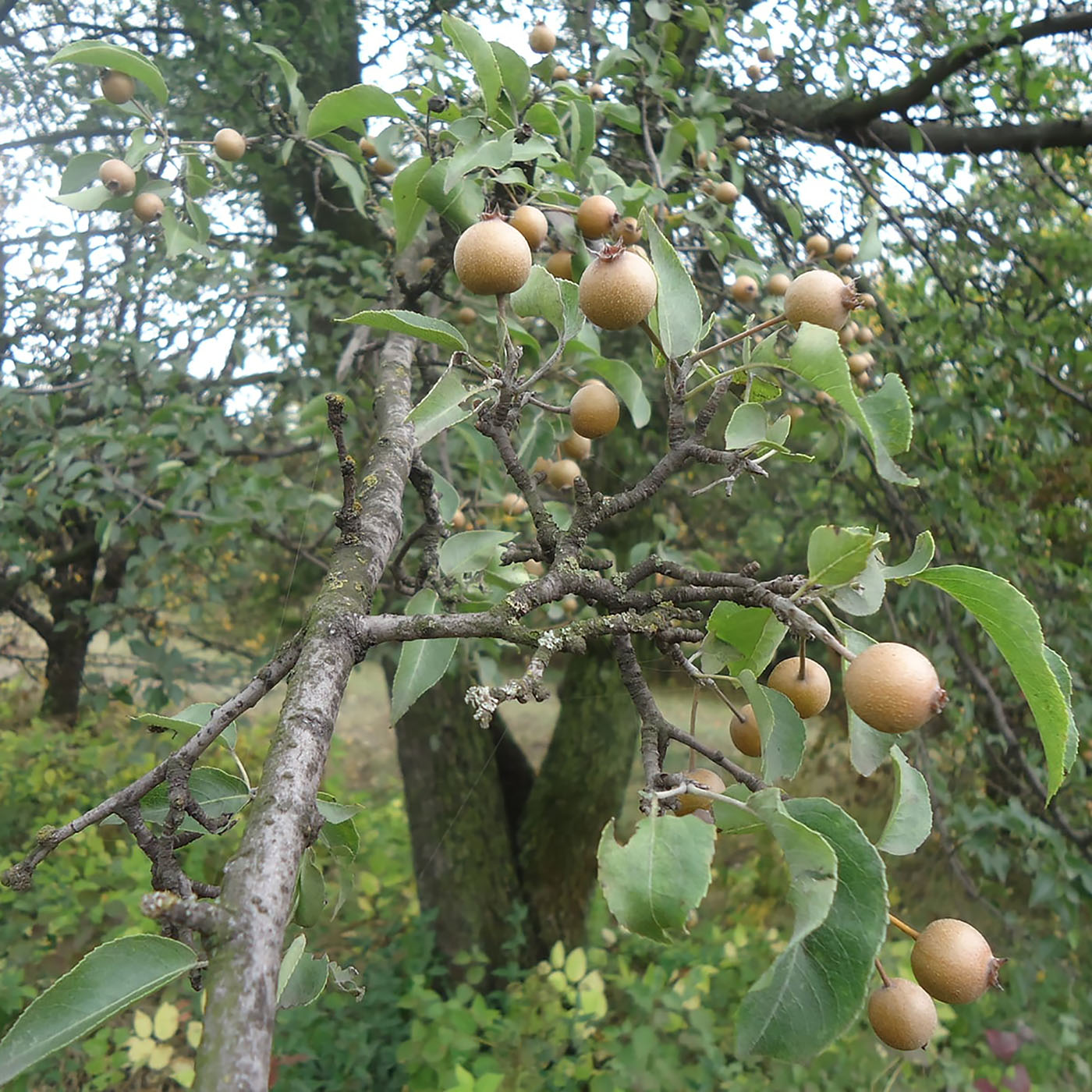 Image of genus Pyrus specimen.