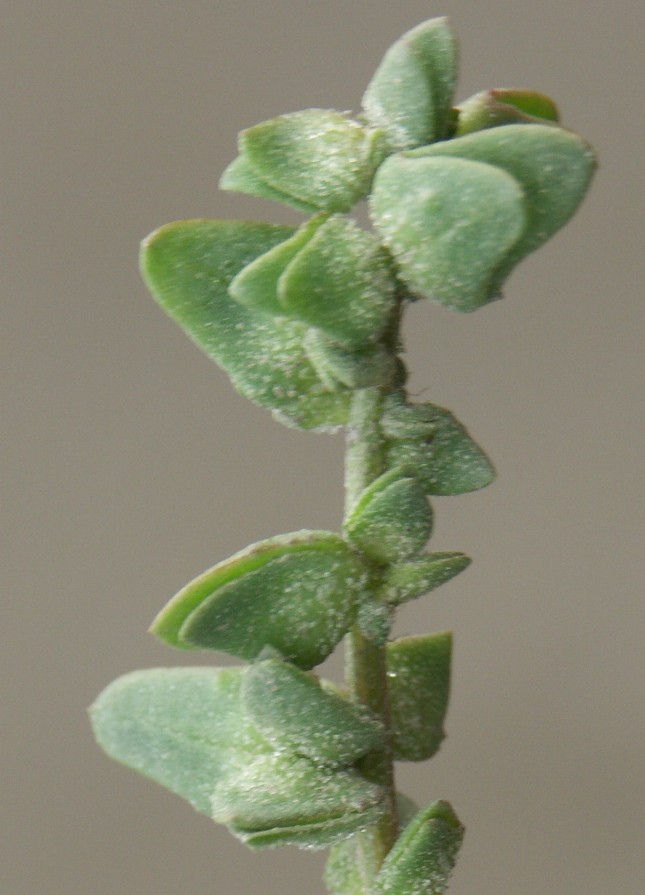 Image of Atriplex laevis specimen.