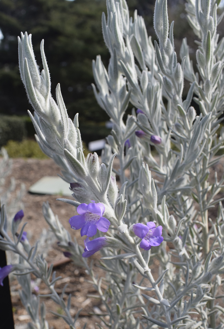 Изображение особи Eremophila nivea.