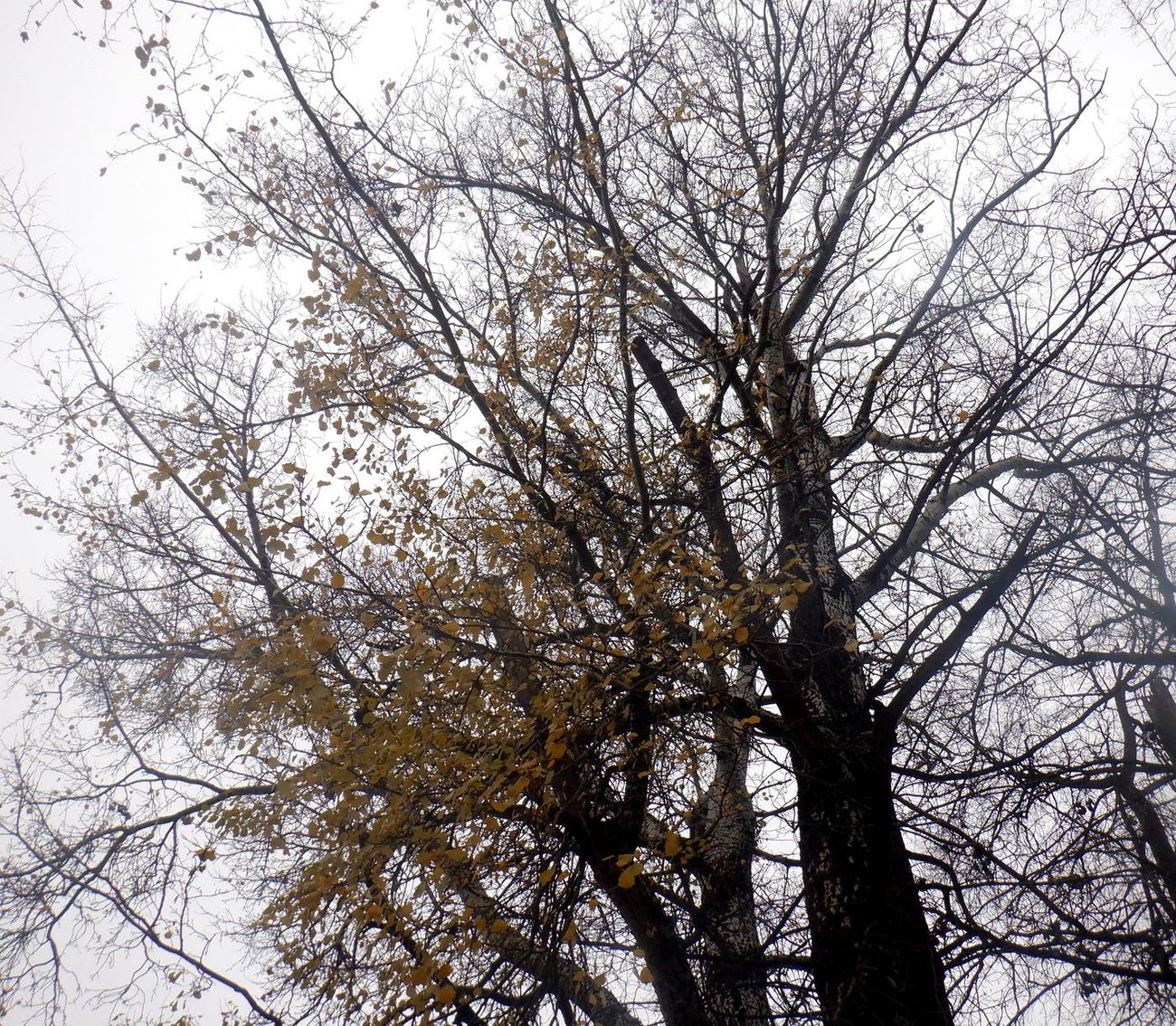 Image of Populus alba specimen.