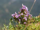 Gentianella biebersteinii. Цветущее растение. Адыгея, Кавказский биосферный заповедник, хр. Каменное Море, ≈ 2000 м н.у.м., на скале. 31.08.2019.