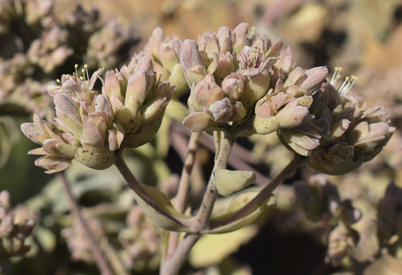 Image of Kalanchoe beharensis specimen.