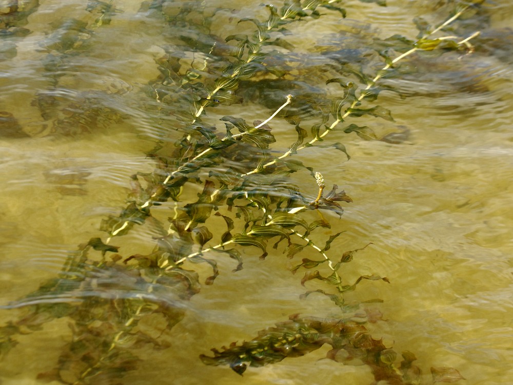 Image of Potamogeton perfoliatus specimen.