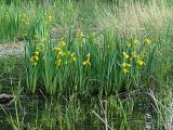 Iris pseudacorus