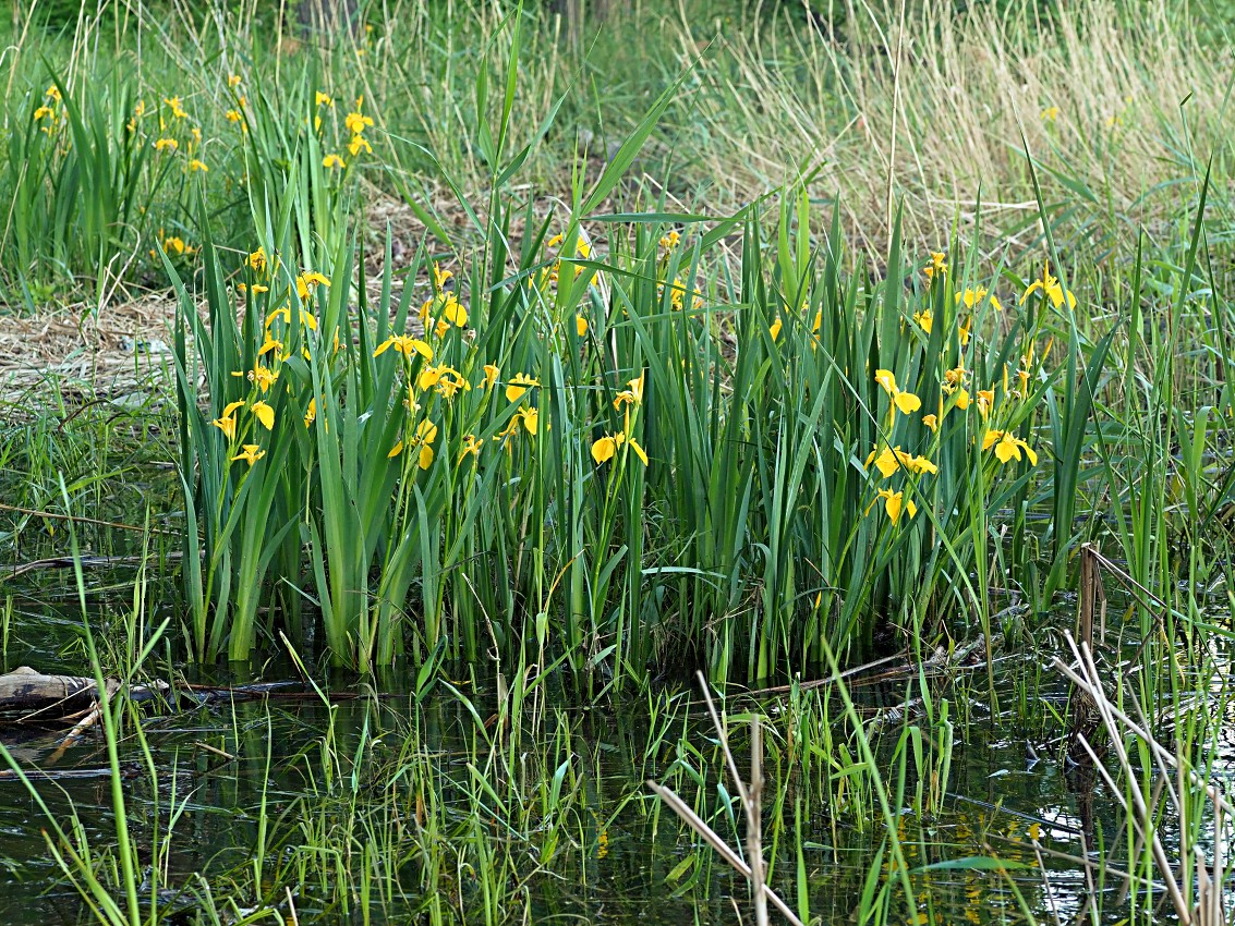 Image of Iris pseudacorus specimen.