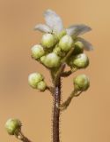 Saxifraga paniculata. Верхушка побега с бутонами, цветком и притаившимся насекомым. Испания, автономное сообщество Каталония, провинция Жирона, комарка Рипольес, муниципалитет Сеткасес, окр. курорта \"Вальтер 2000\", ≈1950 м н.у.м., в расщелине отвесной скалы. 01.06.2021.