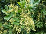 View full-size image Harpullia pendula