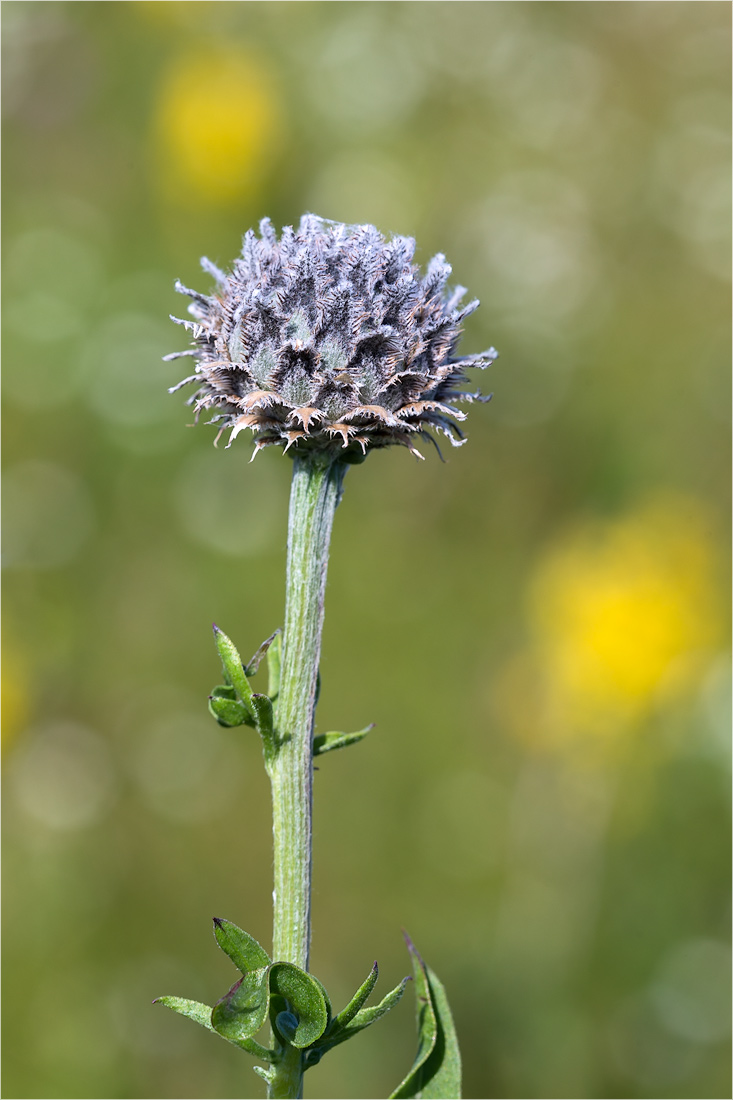 Image of Centaurea scabiosa specimen.