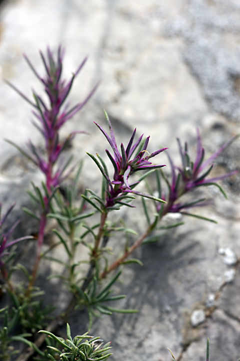 Изображение особи Rhaphidophyton regelii.