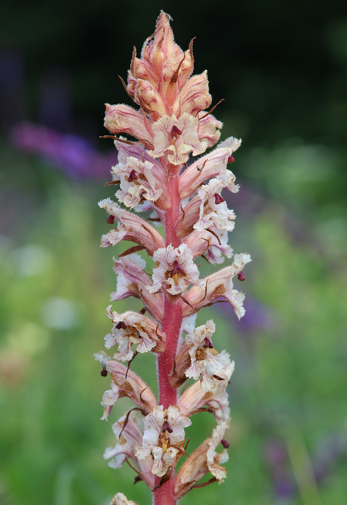 Image of Orobanche alba f. maxima specimen.