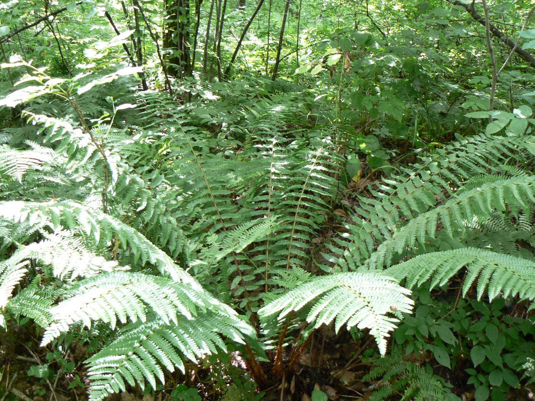 Image of Dryopteris crassirhizoma specimen.