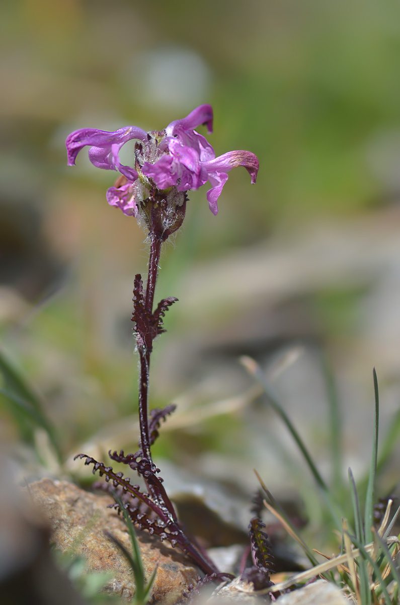 Image of Pedicularis crassirostris specimen.