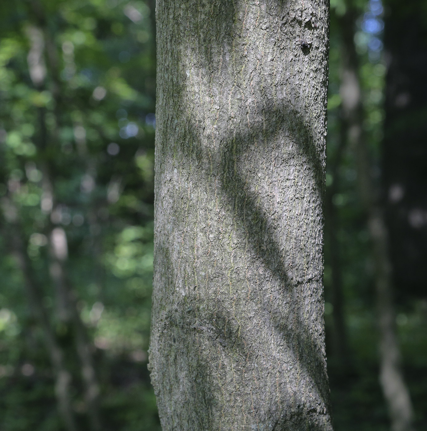 Image of Acer mandshuricum specimen.