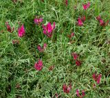 Astragalus stevenianus