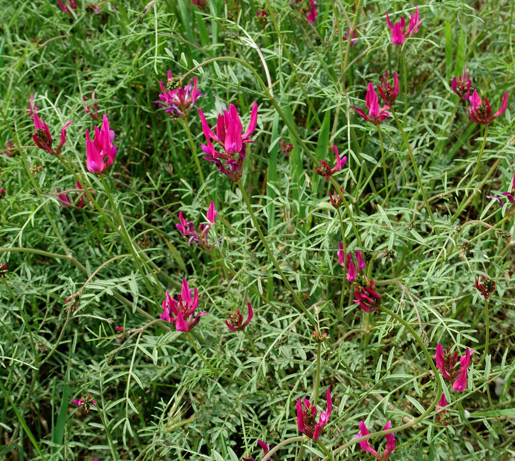 Изображение особи Astragalus stevenianus.