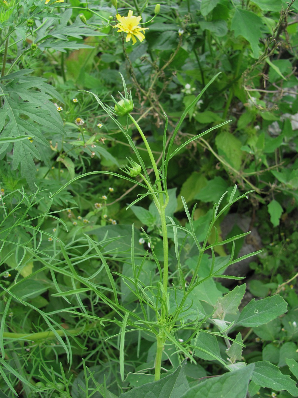 Image of Cosmos bipinnatus specimen.