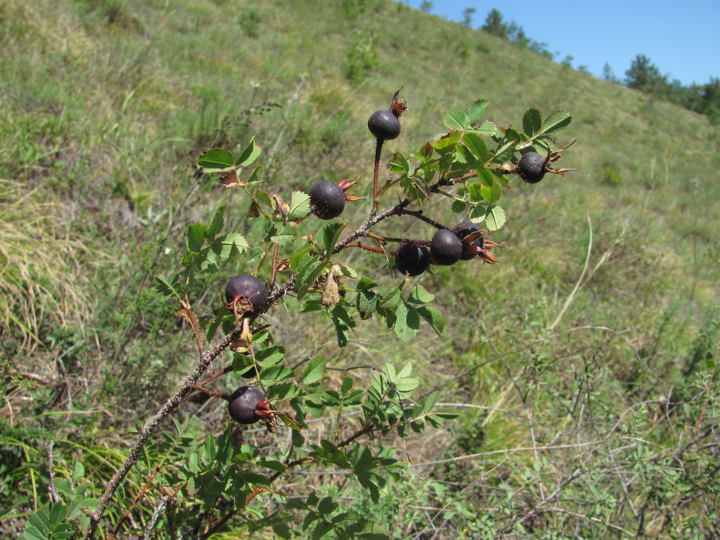 Image of Rosa spinosissima specimen.