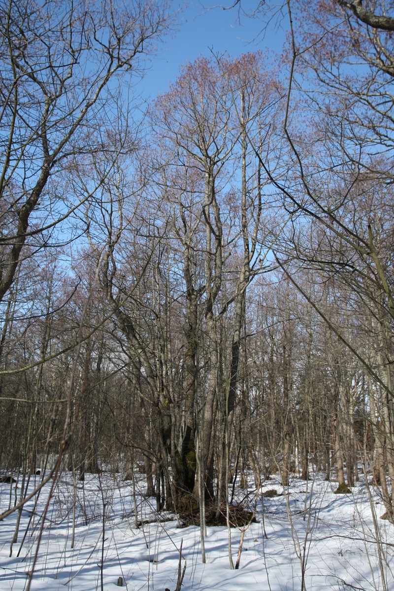 Изображение особи Alnus glutinosa.